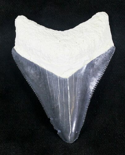 Serrated, Grey Bone Valley Megalodon Tooth #20665